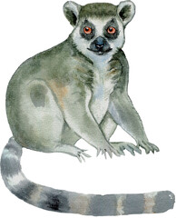 Watercolor painting of a lemur © Mary