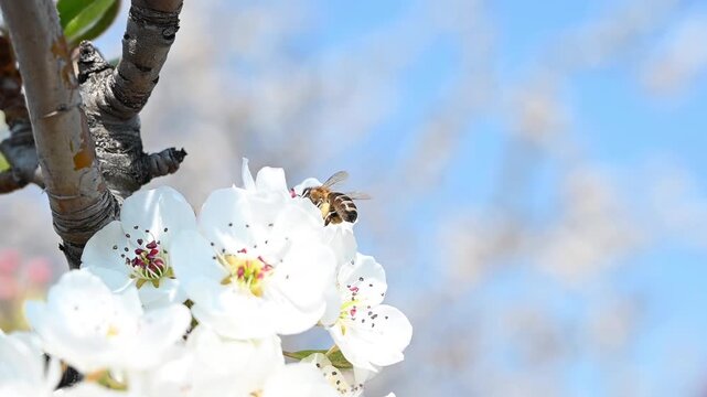 Honey bee pollinating white pear tree blossom in spring garden under blue sky.