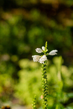 Close-up of white tubular flowers blooming atop a green spiked stem with unopened buds, soft blurred green background in natural light.
