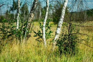 Fotobehang Berkenbos A tranquil birch grove with slender white trunks rising above tall wild grass in a natural meadow.   © Anatoliy