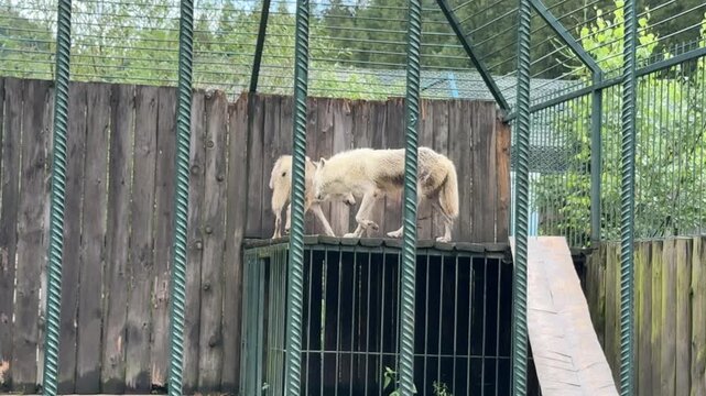 Two White Arctic Wolves Walking Inside Enclosure Enclosure at Zoo, Captive Wild Animals Behind Bars