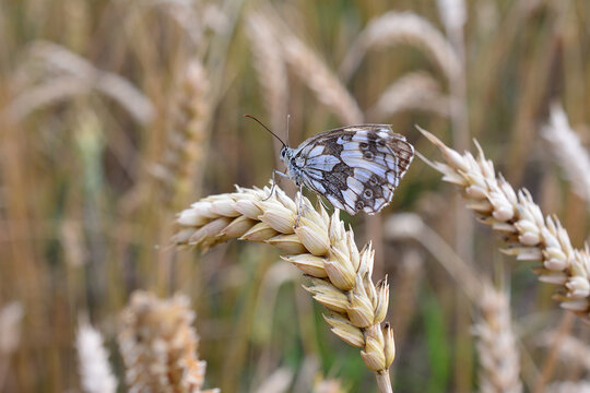 Marbled White Butterfly Resting on Wheat Stalk copy space, Melanargia galathea