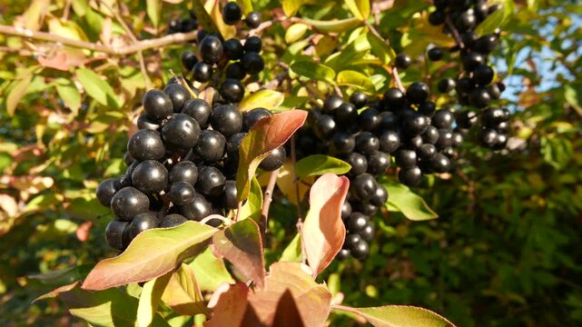  4K Wild Privet Ligustrum Vulgare Crops in the Autumn