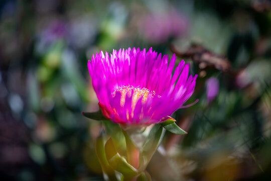 Side profile of a blooming pink Pigface flower with soft bokeh in natural Australian light.