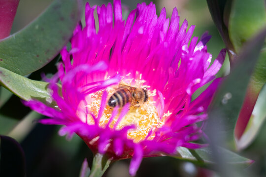 Honey bee collecting nectar from a vibrant pink Pigface flower in natural sunlight.