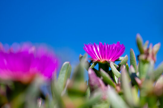 Low-angle view of blooming Pigface flowers with a clear blue sky background in Australia.
