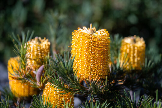 Golden Banksia flower spikes illuminated by natural sunlight in an Australian native landscape.