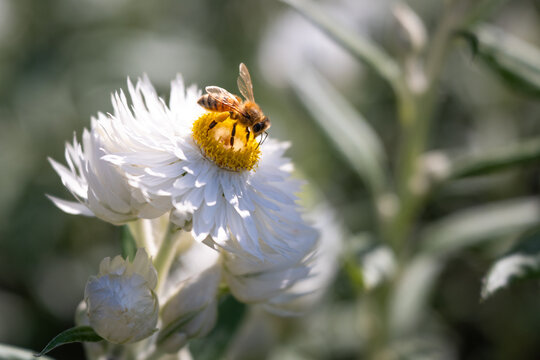 Close-up of a honey bee collecting nectar and pollen from a white everlasting daisy flower, with soft green bokeh in natural sunlight.