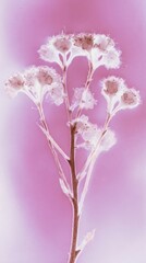 Obraz premium Ethereal floral silhouette on pink background, perfect for mobile wallpaper.