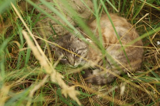 Cat resting among tall grass in a natural setting