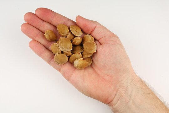 Hand holding several light brown seeds