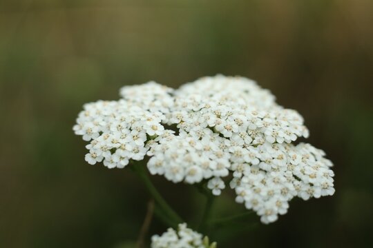 White flowers bloom under the sun