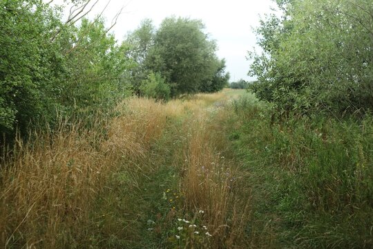 Nature trail with grass and trees in daytime