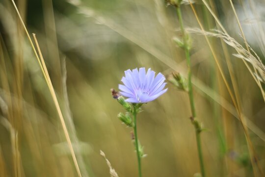 Flower stands alone in tall grass during daytime