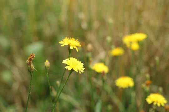 Yellow flowers grow in a field during sunny days