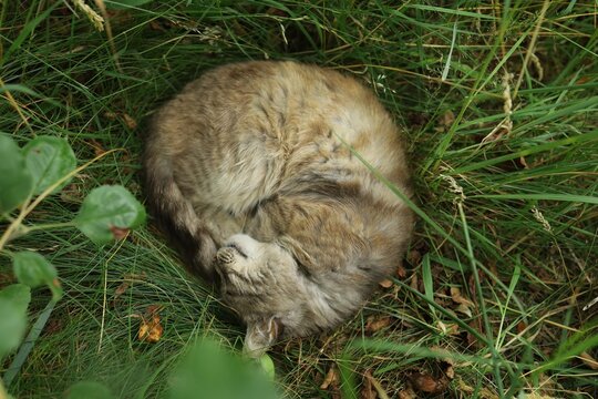 Cat sleeping in the grass during the day
