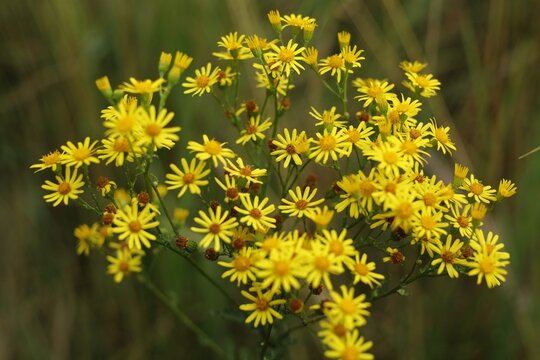 Yellow flowers bloom in a field