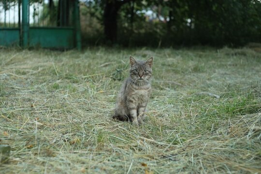 Cat sits on dry grass in a field during sunset