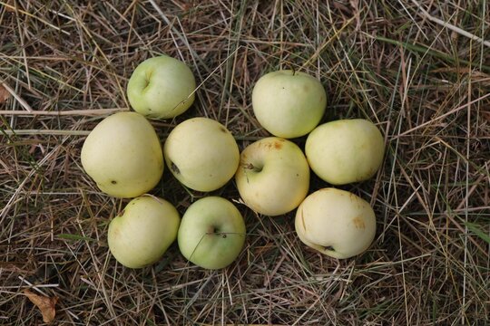 Gathered apples on the ground in a field