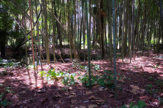 Bamboo grove around stream in park. Sochi. Krasnodar Krai.