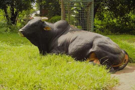 Sacred Bull Resting on Grass near Pashupatinath Temple Kathmandu Nepal