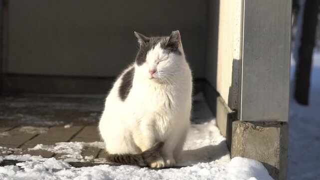 Cute stray cat sunbathing and squinting in warm sunlight during winter in Asahikawa, Japan.
