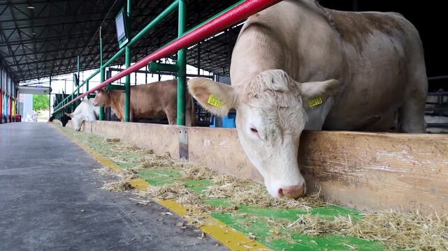 A Charolais cow feeds on hay in a modern barn. The white beef cattle eats peacefully at the farm feed trough. 