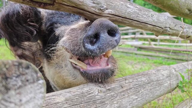Pig enjoys snack at farm during sunny afternoon