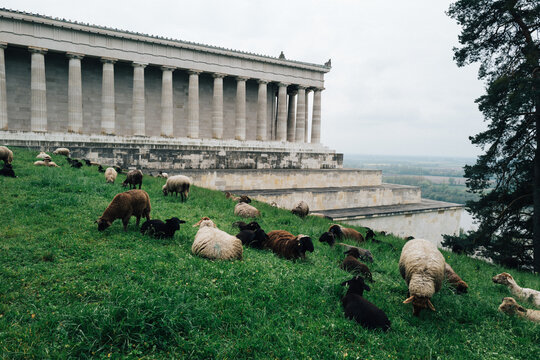 Flock of sheep grazing on the green slope below the Doric colonnade of the Walhalla memorial near Regensburg