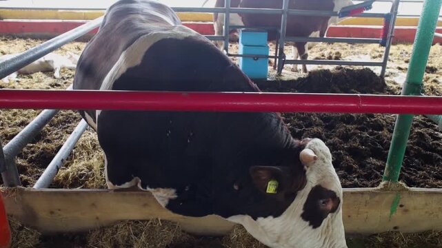 A Simmental bull rubs its neck on a metal fence inside a livestock barn. A farm animal in a clean agricultural environment.