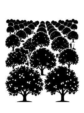 Silhouette of an orange grove orchard with farmers harvesting fruit