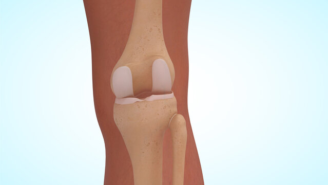 Anatomy of knee joint bones posterior view 3d illustration