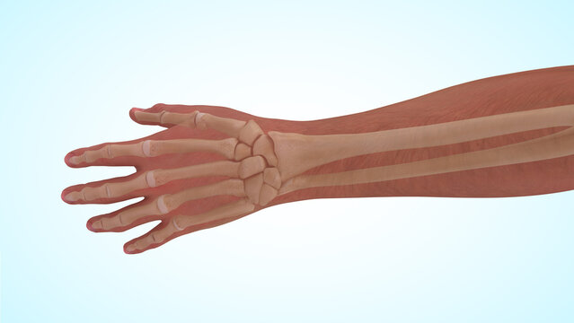 Anatomy of the hand and wrist bones 3d illustration