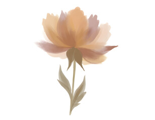 Obraz premium Elegant Soft Peach Flower Botanical Illustration with Muted Tones and Artistic Digital Painting Style on White Background