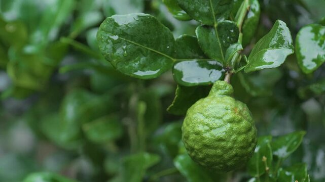 Close-up of fresh kaffir lime (bergamot) hanging on tree with glistening raindrops after rainfall in lush tropical garden.	