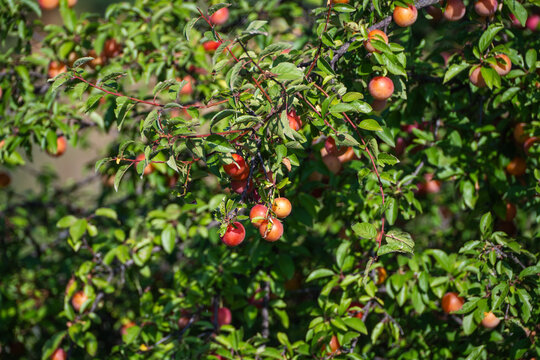 a fruitful wild plum tree laden with small, round, reddish-orange plums ripening among dense green foliage on a sunny day.