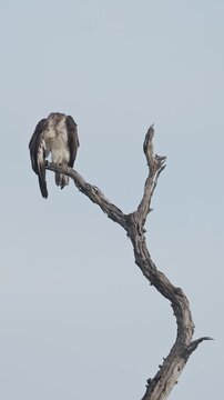Vertical-format clip of an Osprey perched on a weathered branch, calmly preening against a clear blue sky. Filmed in Western Australia.