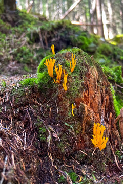 Bright orange Ramaria flava fungi grow on a mossy log in a forest during daytime in spring