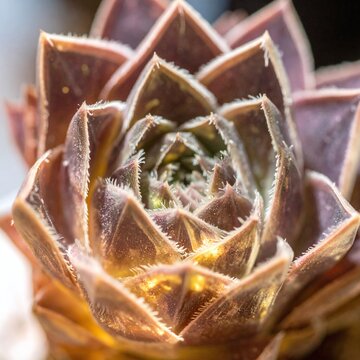 Detailed macro of a purple succulent rosette bathed in warm sunlight, evoking feelings of harmony and natural elegance. Perfect for botany and wellness themes, with no people.