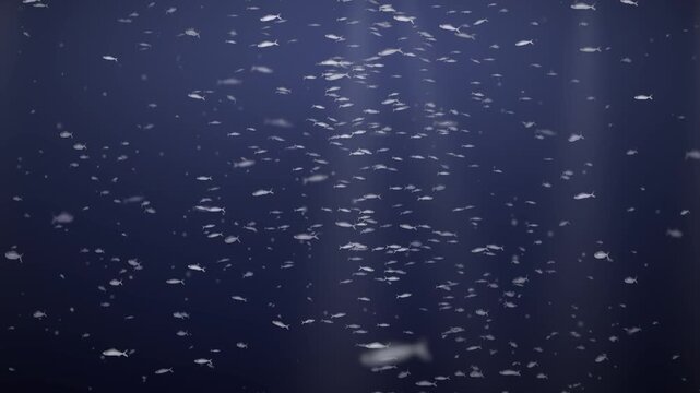Silver Fish School Swirling Underwater in Light Rays Seamless Loop in rich indigo tones
