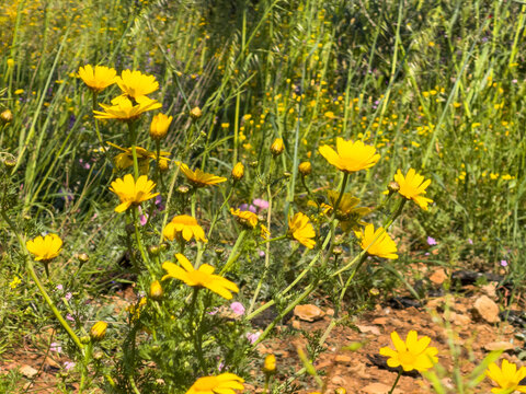 Yellow crown daisies blooming among spring grass in a sunlit wildflower meadow