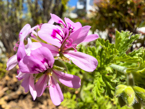 Pink rose geranium flowers and aromatic foliage glowing in bright spring sunshine