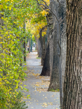 Massive street trees border a leaf-strewn autumn sidewalk in Kifissia, Attica, Greece