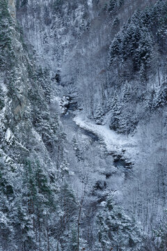 Negrone mountain stream, amidst plants in snowy forest, Ligurian Alps, Italy