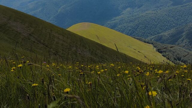 Yellow dandelions in Carpathian mountains near the Dogyaska mountain , in summer windy weather
