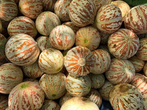 Pile of fresh striped muskmelons or wild oriental melon fruits background close up photo