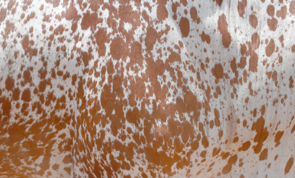 Cow skin texture background, bull leather with fur background closeup, cow hide pattern, The texture is dense and rich, displaying a natural pattern, cow skin hairy texture bull fur animal skin textur