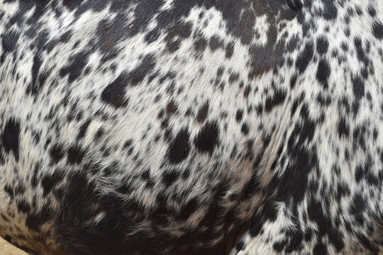 Cow skin texture background, bull leather with fur background closeup, cow hide pattern, The texture is dense and rich, displaying a natural pattern, cow skin hairy texture bull fur animal skin textur