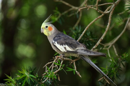 枝にとまるオカメインコ　埼玉県キャンベルタウン野鳥の森