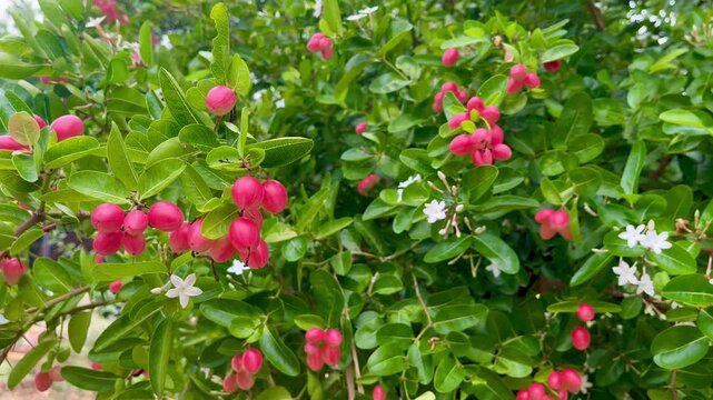 Carissa carandas fruits on green shrub branches